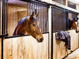 Rhinovirus bij paarden