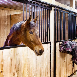 Rhinovirus bij paarden