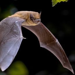 Vleermuizen in je tuin