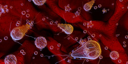 Giardia