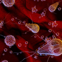 Giardia