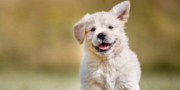 Hond aanschaffen, het kopen van een puppy
