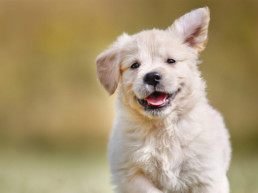 Hond aanschaffen, het kopen van een puppy