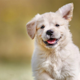 Hond aanschaffen, het kopen van een puppy