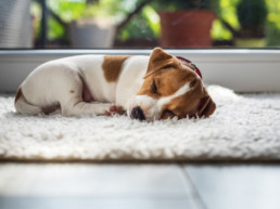 Je huis puppy proof maken