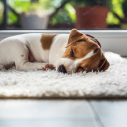 Je huis puppy proof maken