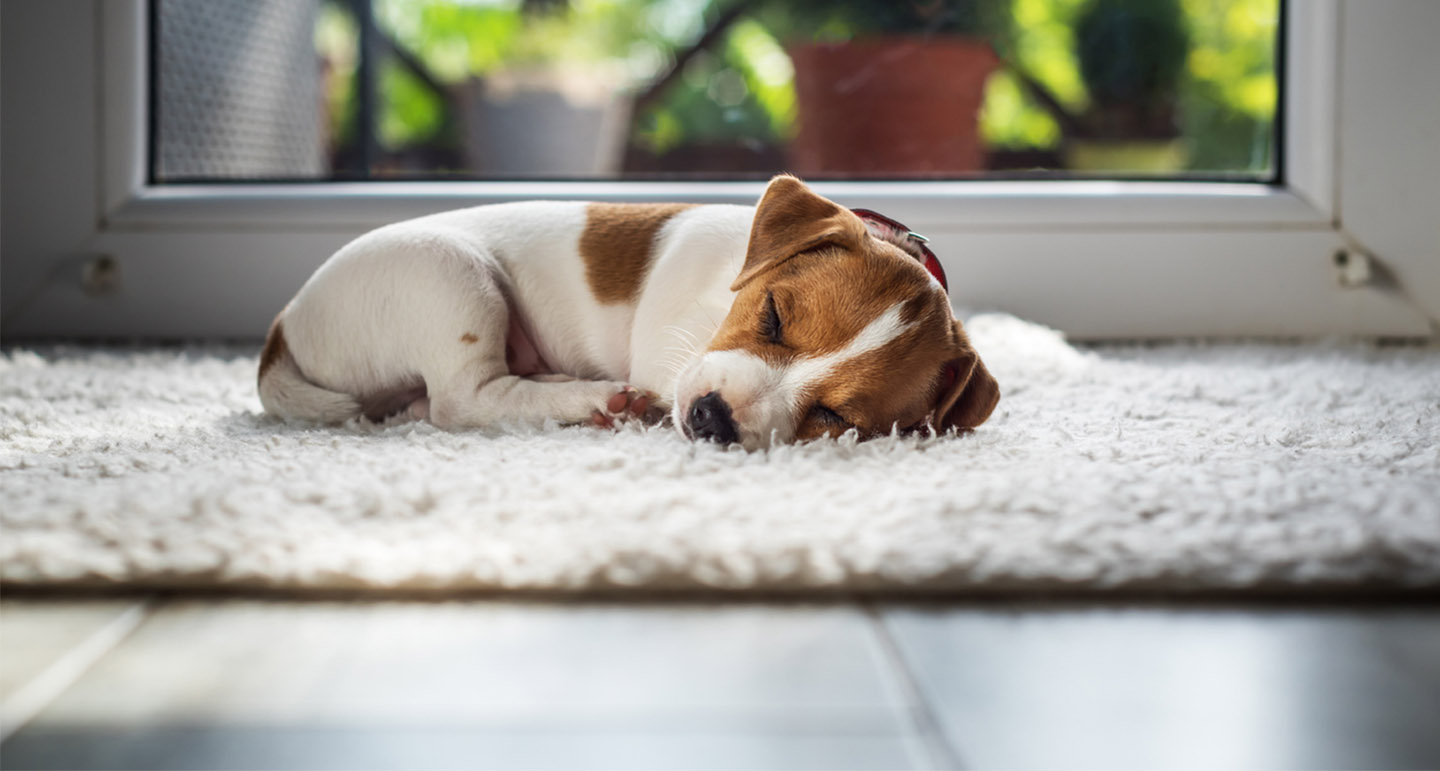 Puppy in huis; hoe bereid je je voor? Pets Place