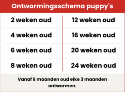 Ontwormingsschema voor puppy's