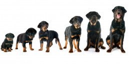 Groeiboekje van je hond, puppy in de groei
