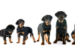 Groeiboekje van je hond, puppy in de groei