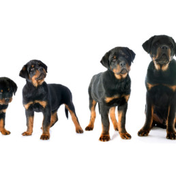 Groeiboekje van je hond, puppy in de groei