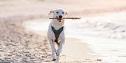 Uitjes met de hond