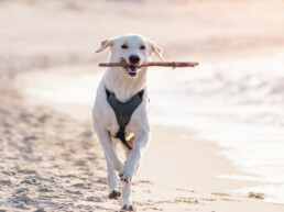 Uitjes met de hond