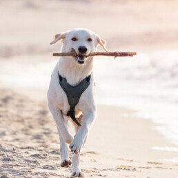 Uitjes met de hond