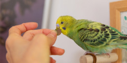Zaden voor vogels of pellets
