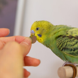 Zaden voor vogels of pellets