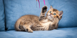 kattenspeeltjes maken