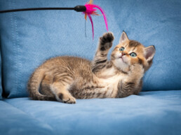 kattenspeeltjes maken