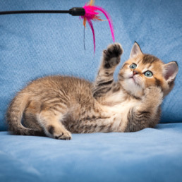 kattenspeeltjes maken