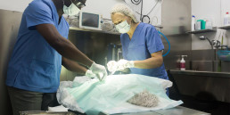 Castratie en sterilisatie bij de hond