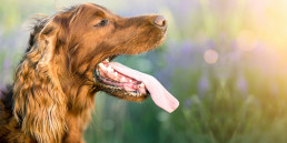 Oververhitting bij honden en katten