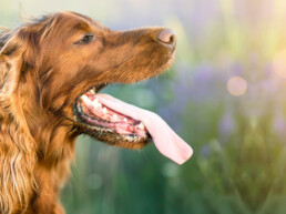 Oververhitting bij honden en katten