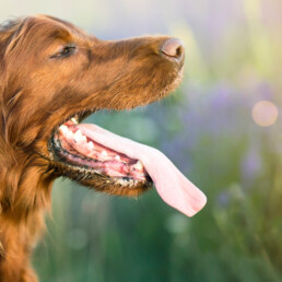 Oververhitting bij honden en katten