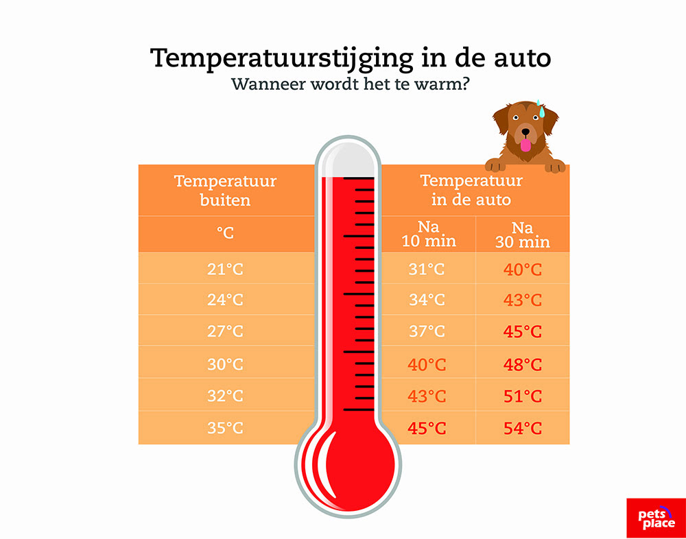 Herken oververhitting bij je hond of kat - Pets Place