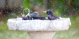 Waterschaal vogels