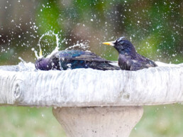 Waterschaal vogels