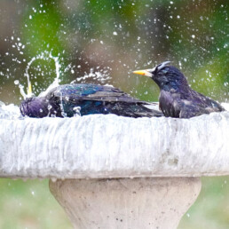 Waterschaal vogels