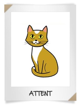 attent lichaamstaal kat