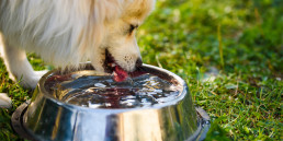 Hoeveel drinkt een hond