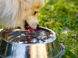 Hoeveel drinkt een hond