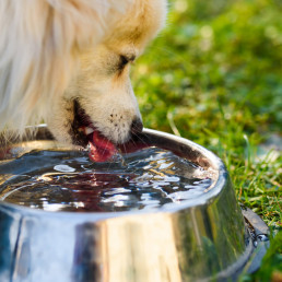 Hoeveel drinkt een hond