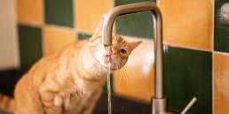 Hoeveel water moet mijn kat drinken?