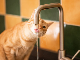 Hoeveel water moet mijn kat drinken?