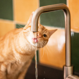 Hoeveel water moet mijn kat drinken?