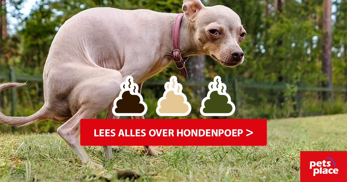 Hondenpoep; wat is normale ontlasting en wat niet? Pets Place