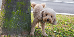 hond plast in huis