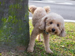 hond plast in huis