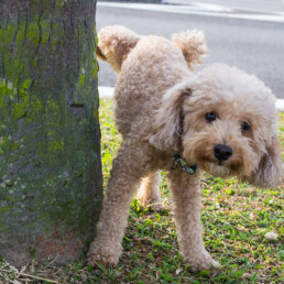 hond plast in huis