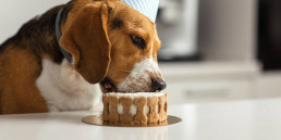 Cake smask, maak je eigen hondentaart!