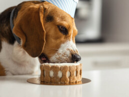 Cake smask, maak je eigen hondentaart!