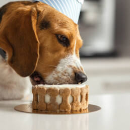 Cake smask, maak je eigen hondentaart!