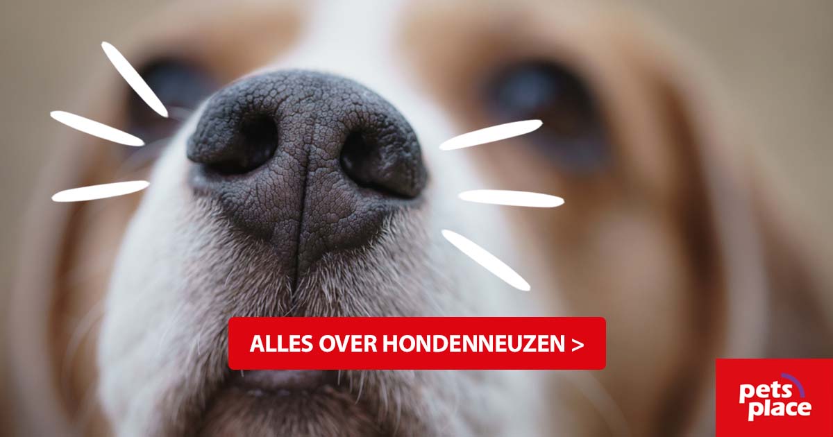Hondenneus Het belang van snuffelen Pets Place