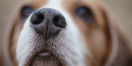 Hondenneus, de neus van de hond