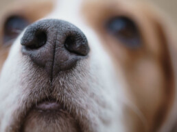 Hondenneus, de neus van de hond
