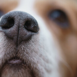 Hondenneus, de neus van de hond