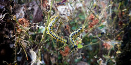 buxusurups